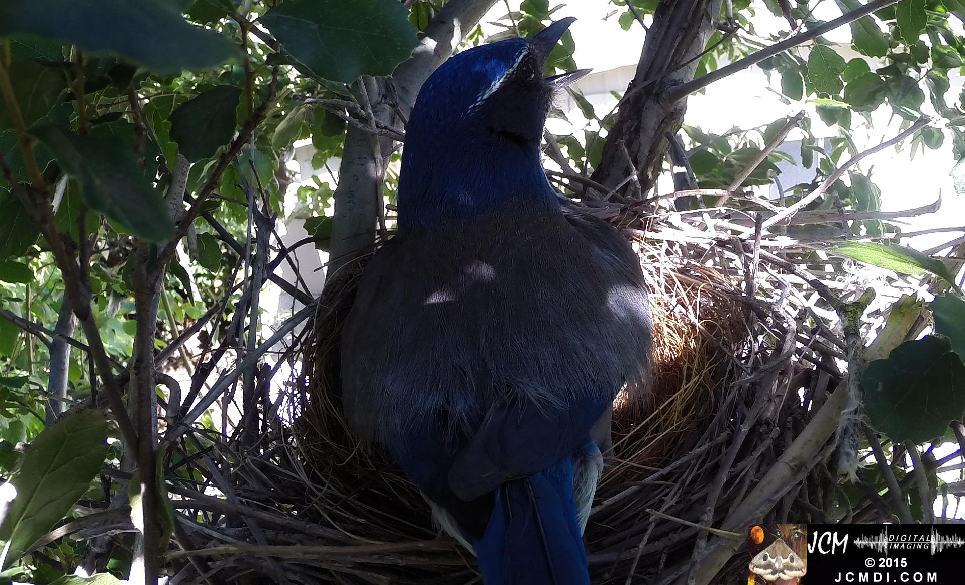 Scrub Jay female standing on nest panting